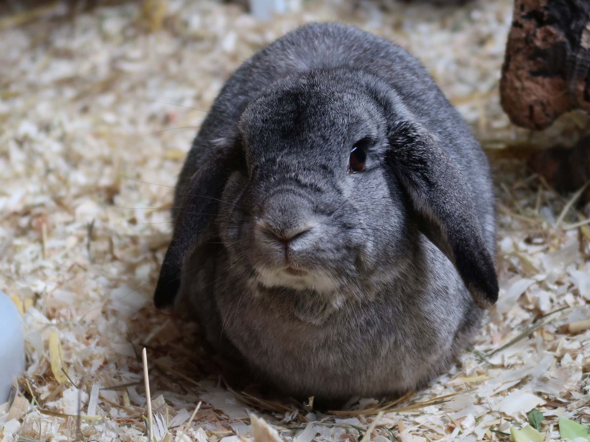 Karlchen Tierfreunde Münster